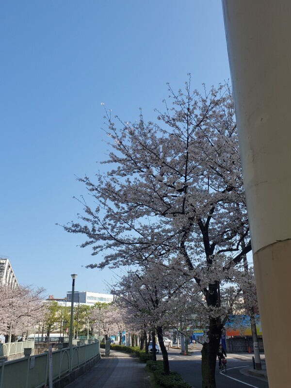 明日春が来たら～?