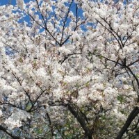 やっと明日から出勤しますのでどうぞよろしくお願いいたします?