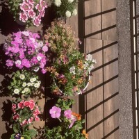 春って感じです?