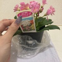 るんるんるんるん