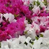 今日から復帰しますので宜しくお願いします?