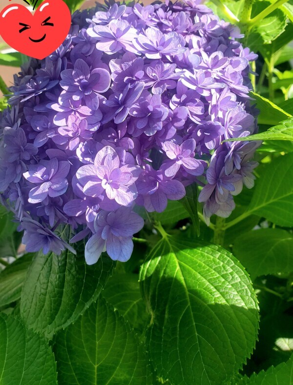 好きな花?