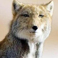 丘あやめ
