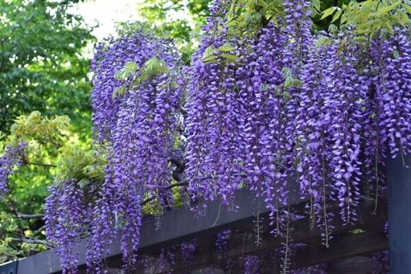 ５月