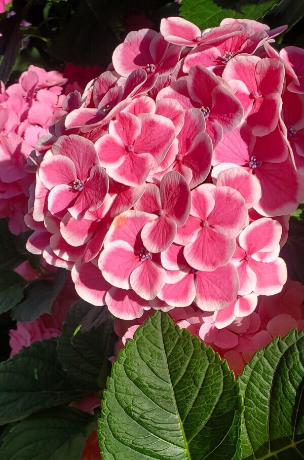 NoTitle