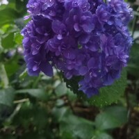 松浦ちぐさ