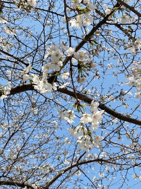 春が来た