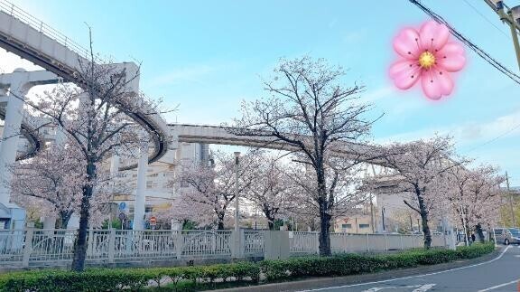 お花見しましたか??
