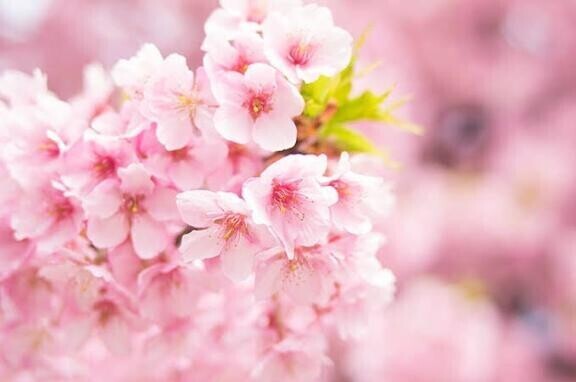 お花見行きたい?