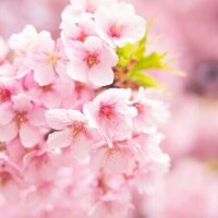 しずく