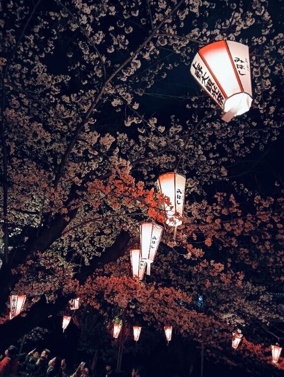 ?桜リベンジ成功?