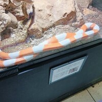 ひまり