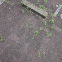 コンクリートに負けない雑草達