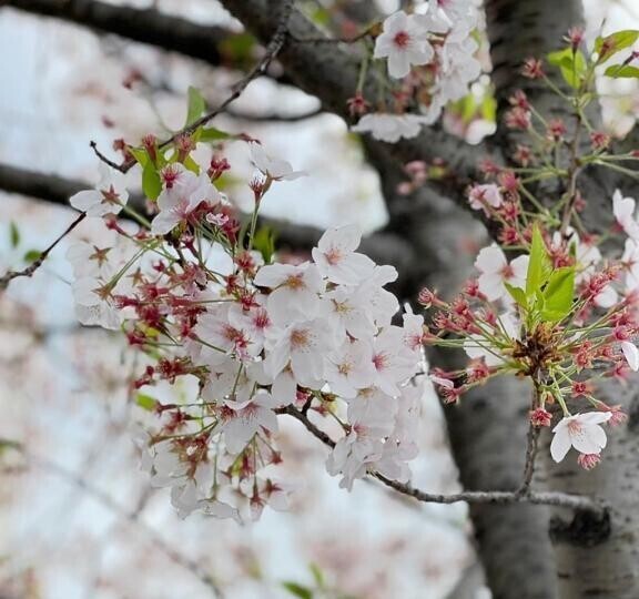 出勤日