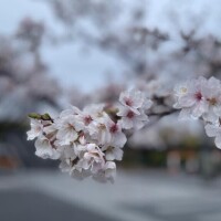 こゆ