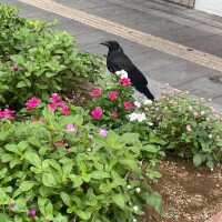 ~ 最初で最後の挑戦 ~ 出勤
