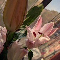 おはようございます?