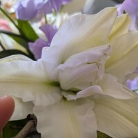 おはようございます?