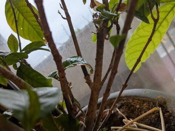 おはうございます?