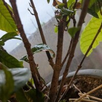 おはうございます?