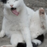 追伸 猫汰へ