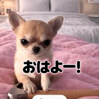 ここ数日 よく頑張りましたで賞(?・?∀?・?)