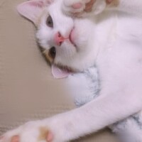 ゆい