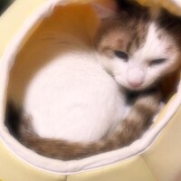 ゆい