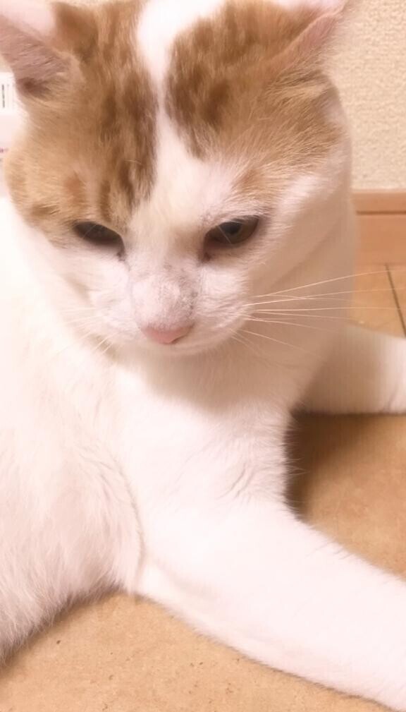 ごめんなさい