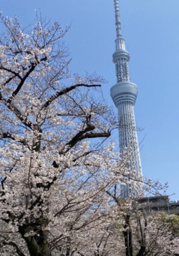お花見