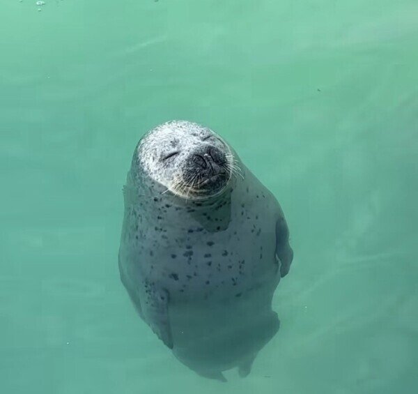 かわいい