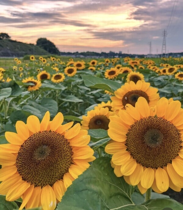 暑いですね