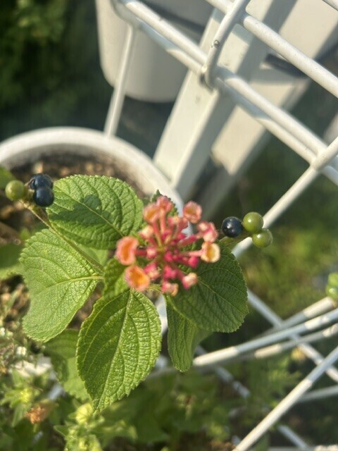 好きな花