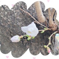 みほ