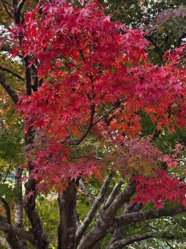 紅葉