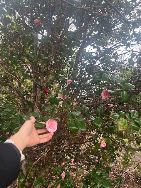 おはようございます