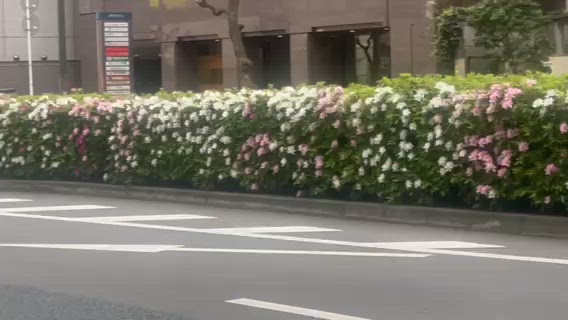 ツツジって