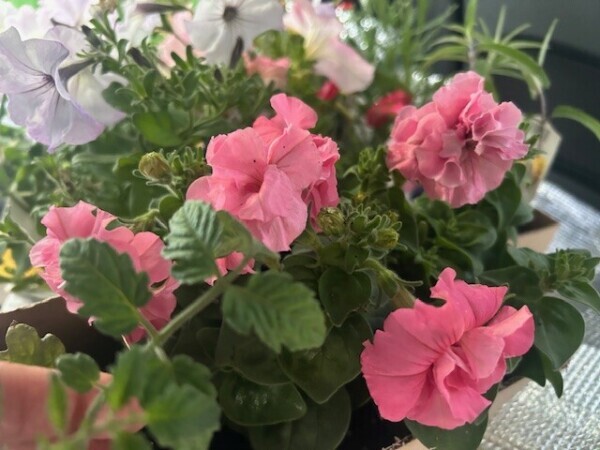 どこに植えようか