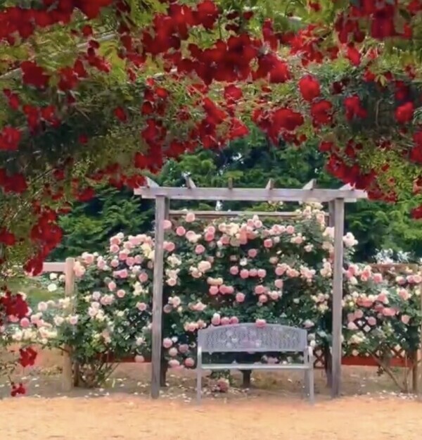 庭の花を