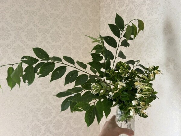 今日の切り花