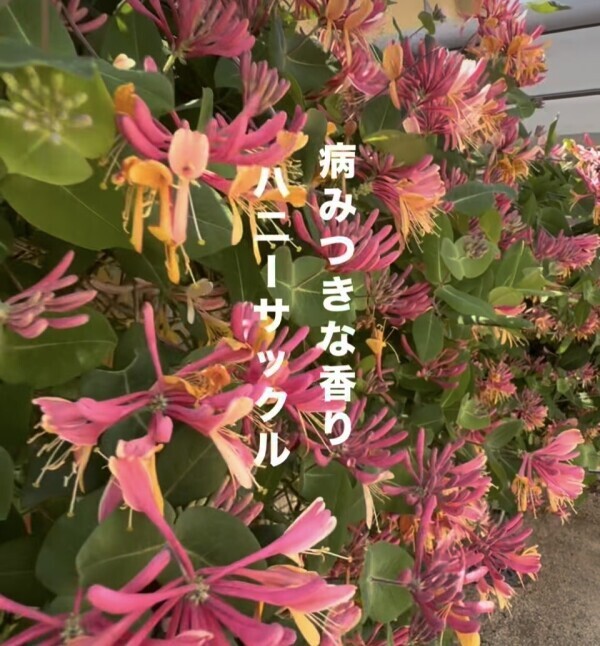 部屋に飾ってます