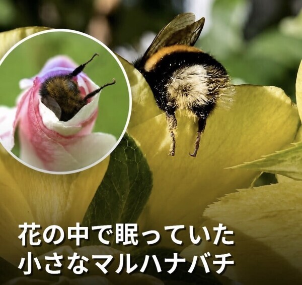 今日は