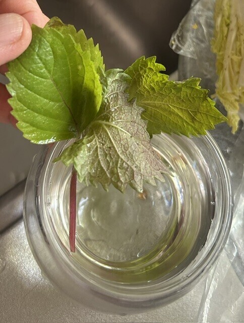 シソの葉