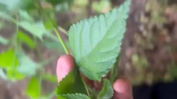好きな花