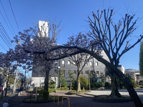 来年も見たいな(*≧∀≦*)