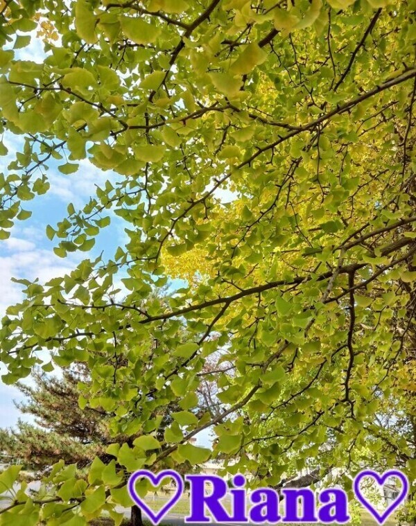 ᐕ)ﾉおはようございますᐕ)ﾉ🍁