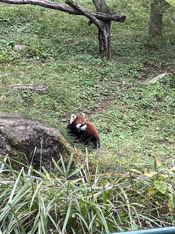 レッサーパンダの由来調べるたび可哀想