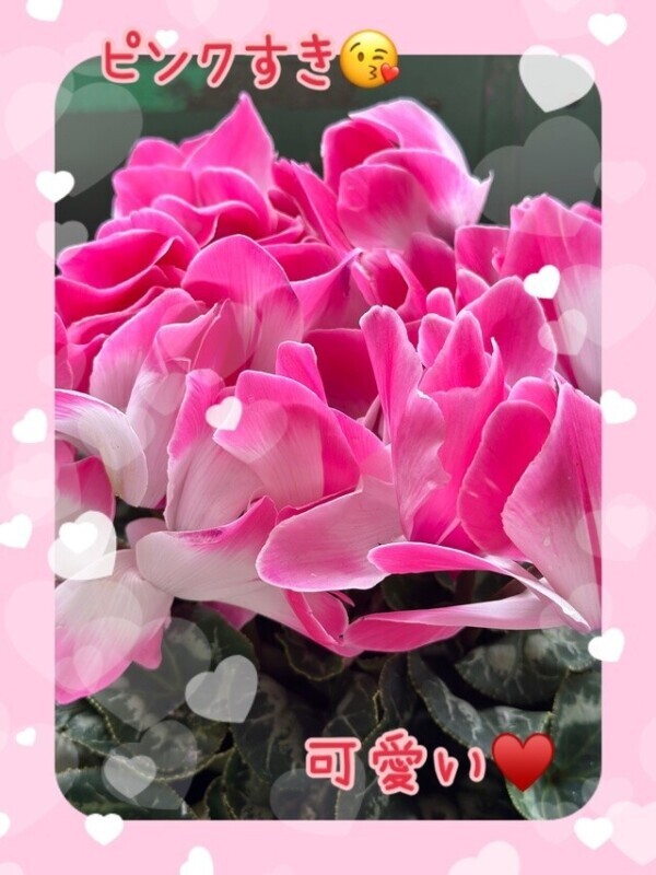 ピンクすき💕冬にも咲く花がある😳✨❄️