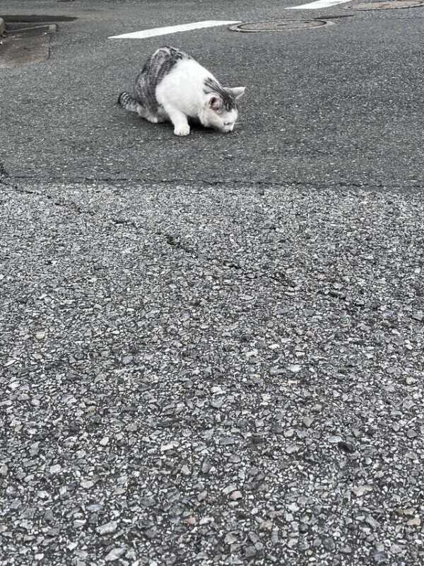 寒波とかいうクソ寒存在