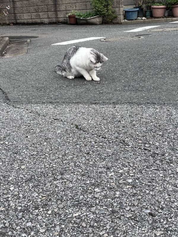 ヘルシオホットクック˙ᵕ˙ )ﾉﾞ